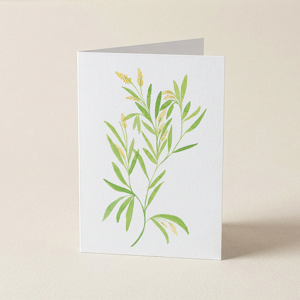 Wattle - Botanical Greeting Card