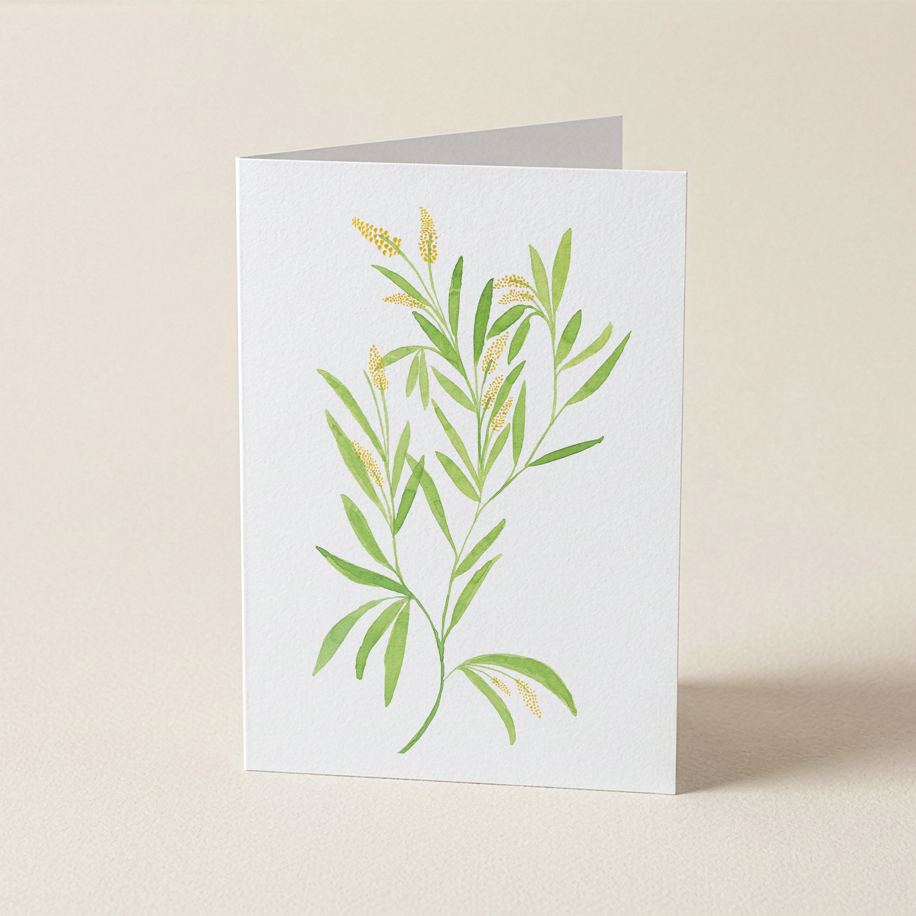 Wattle - Botanical Greeting Card
