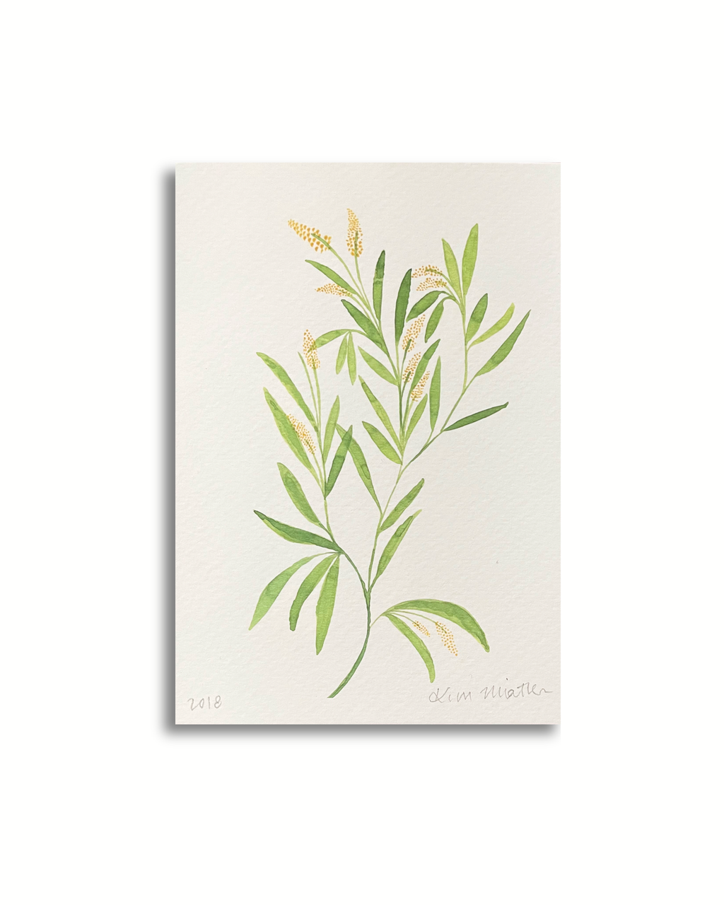 Grow Healthy - Floral Australian Wattle Watercolour  ART PRINT — Kim Miatke Art | Calla Collective
