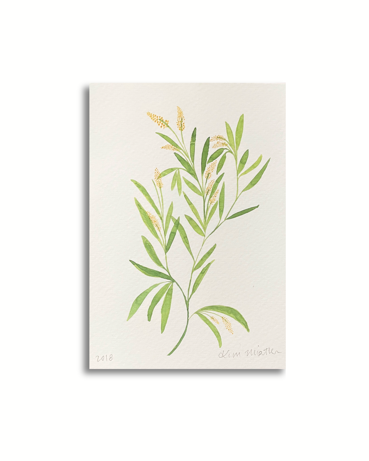 Grow Healthy - Floral Australian Wattle Watercolour  ART PRINT — Kim Miatke Art | Calla Collective