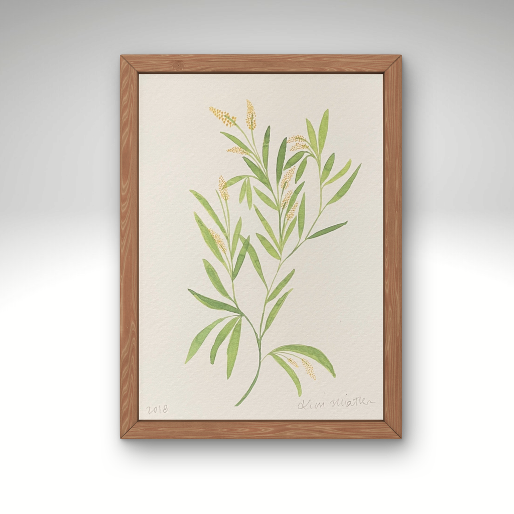 Grow Healthy - Floral Australian Wattle Watercolour  ART PRINT — Kim Miatke Art | Calla Collective
